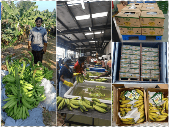 fruits and vegetables supply chain, vegetable supply chain, fresh fruits supply chain, vegetable traceability, food traceability, food supply chain