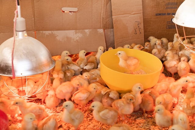 poultry traceability, chicken traceability, poultry supply chain