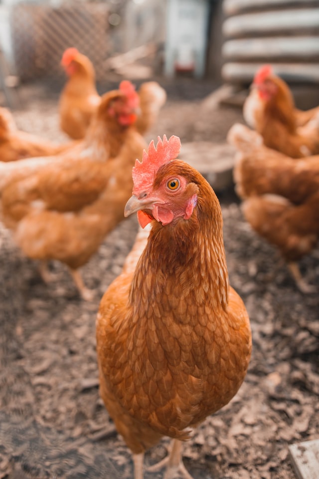food traceability, food supply chain, poultry traceability, chicken traceability, poultry supply chain