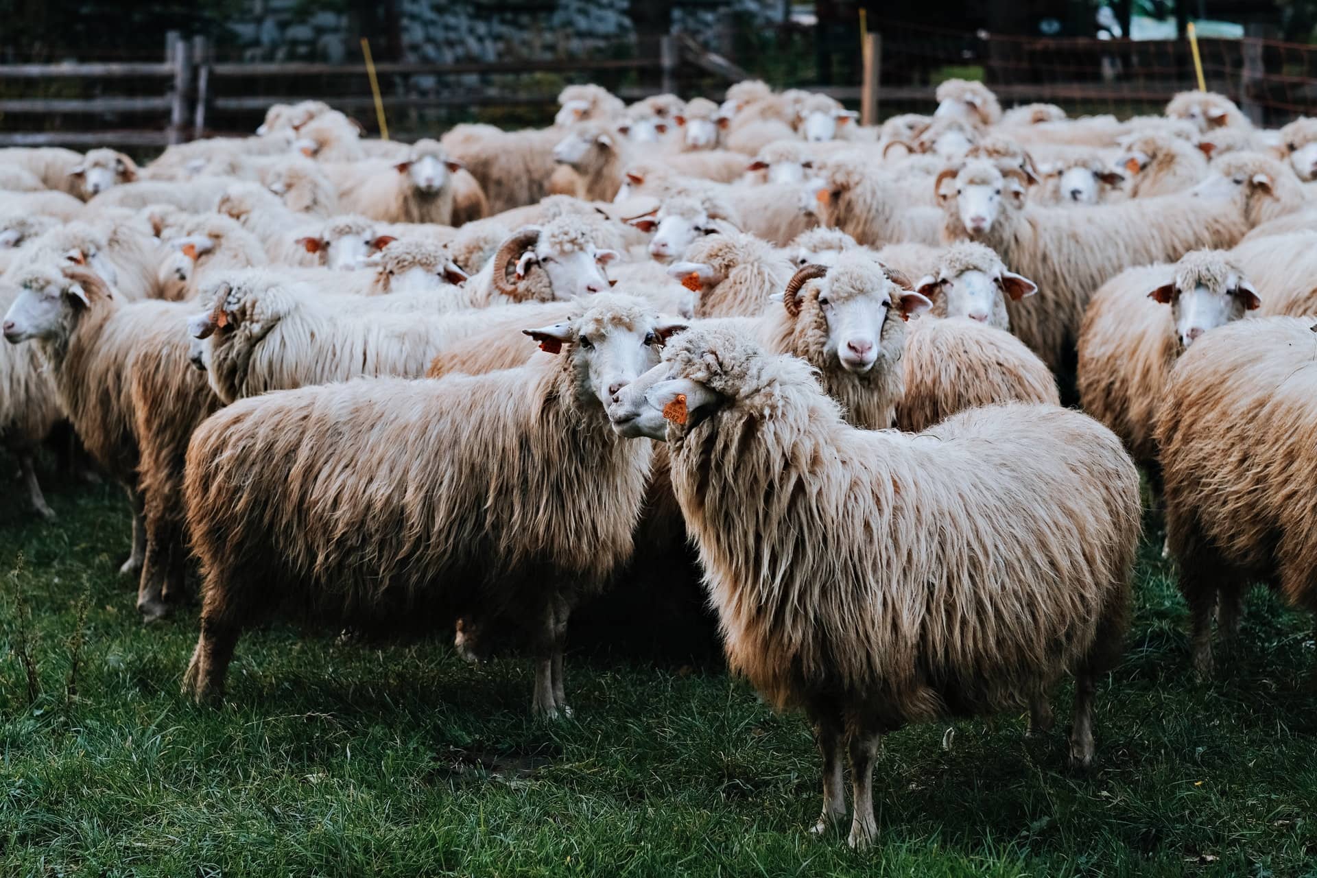 Овцы в Австрии. Sheep food.