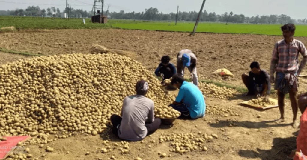 Seed potato traceability