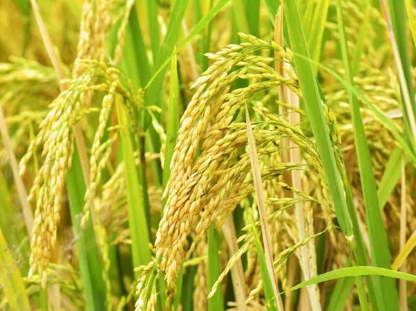 Olam rice traceability