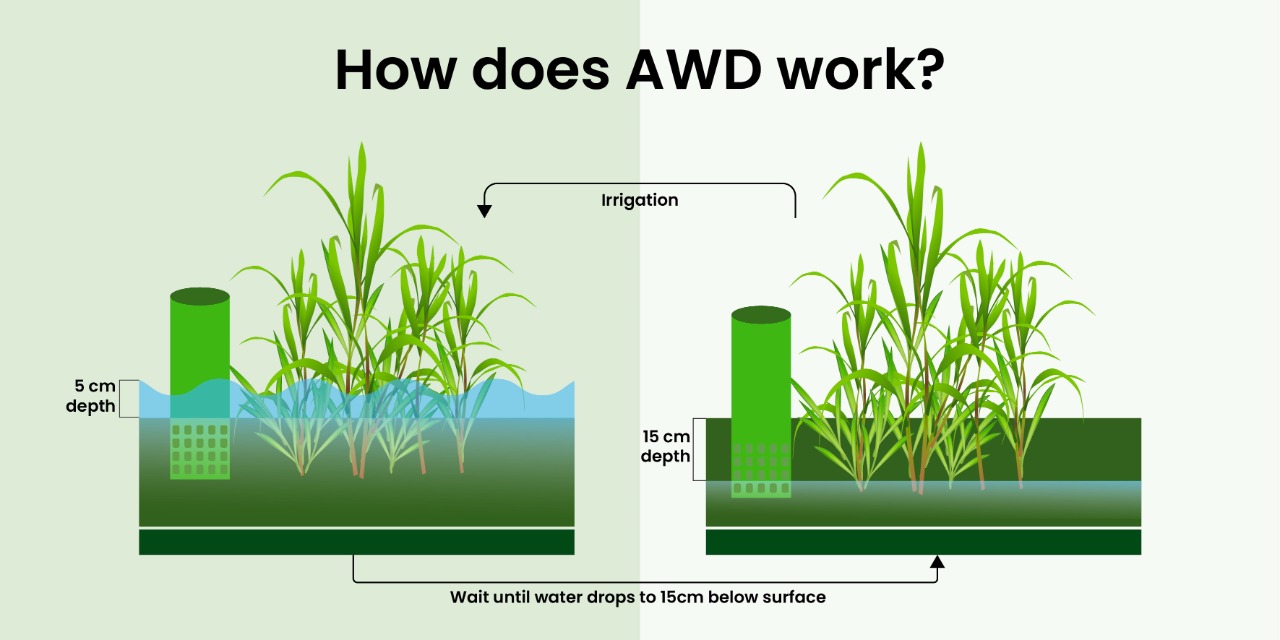 Climate Smart Practice In Rice Cultivation - AWD