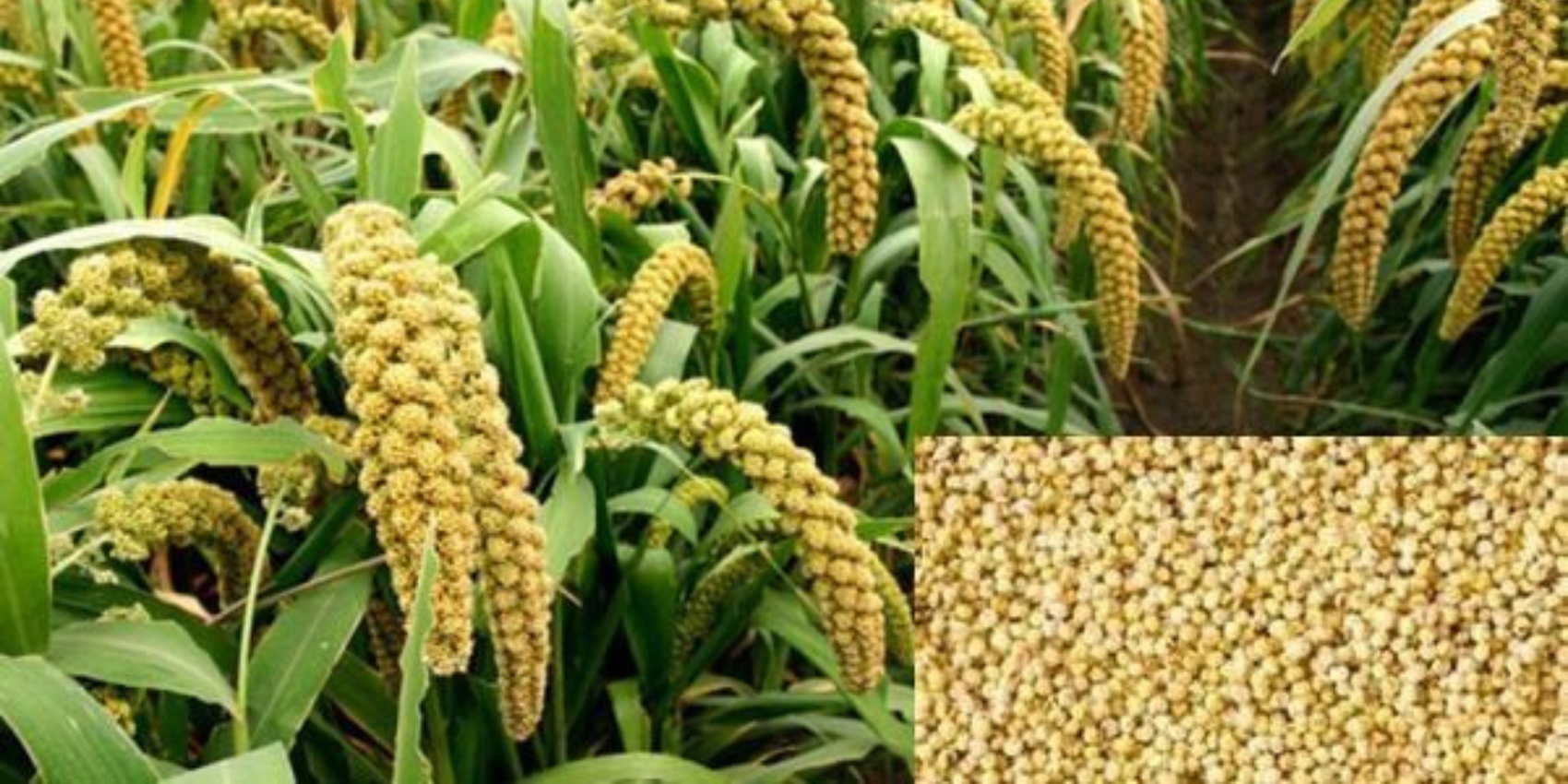 Traceability of Millet - The Wonder Grain | Millet Traceability