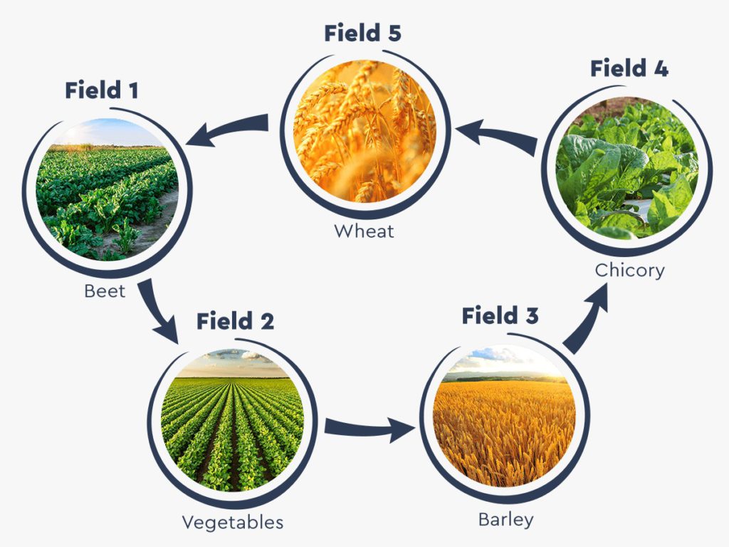 5 Benefits of Crop Rotation for Sustainable Agriculture