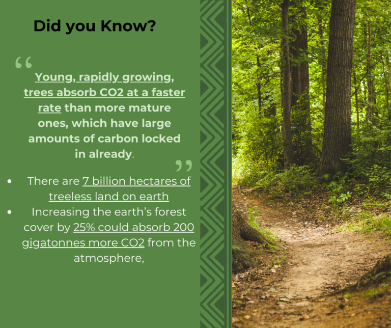 Sustainability: Afforestation Vs Reforestation Explained