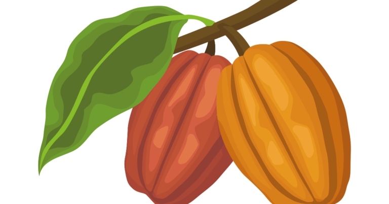 Agroforestry in Cocoa supply chains, Cocoa supply chains, cocoa supply chain, Agroforestry for small holder farmers