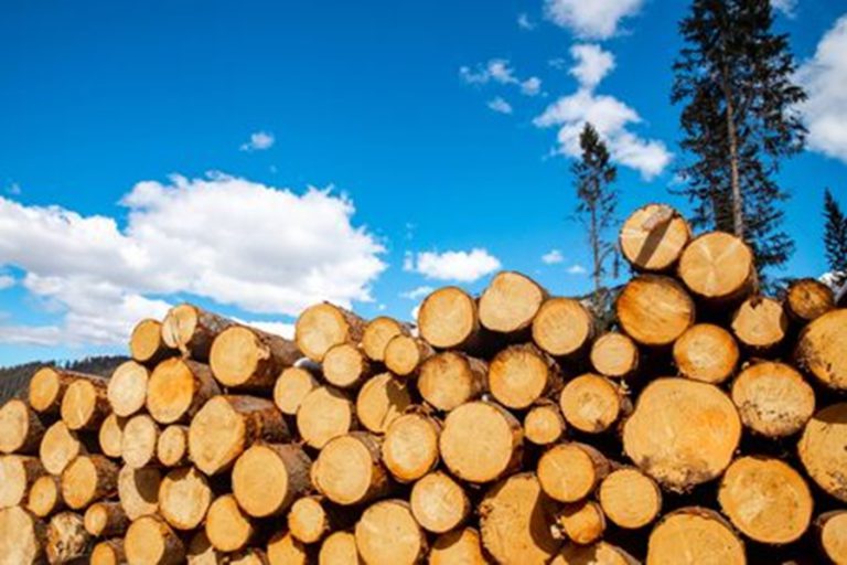 Illegal Logging, Illegal Logging with eudr, eudr compliance, eudr regulations