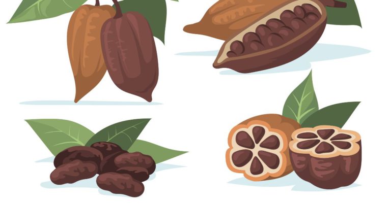 cocoa agroforestry, cocoa ghana, agroforestry in ghana, cocoa production in ghana,