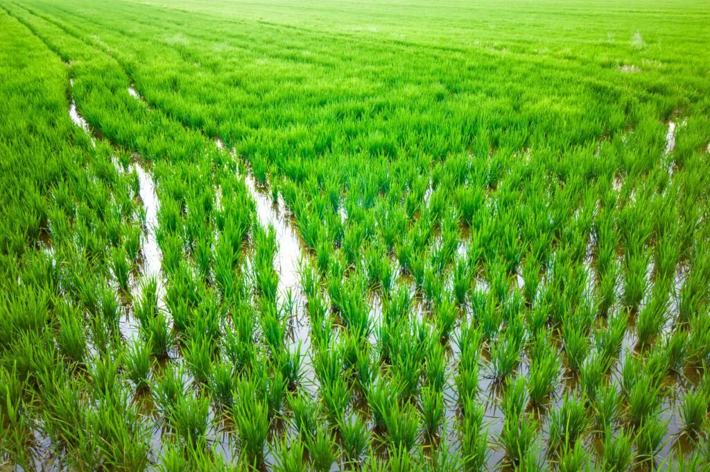 Rice plantations in a field