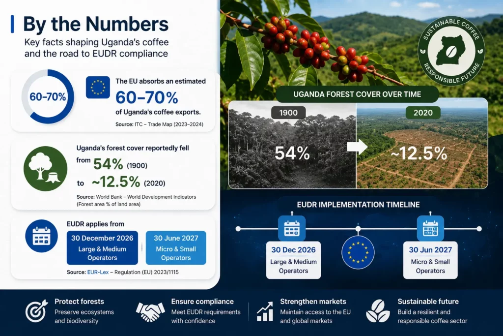 Uganda coffee and EUDR by the numbers: 60 to 70 percent EU export share, forest cover decline from 54 to 12.5 percent, and EUDR application dates