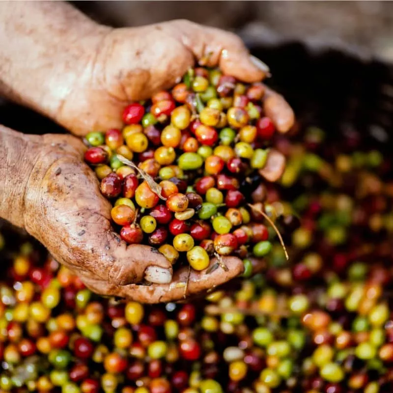 Coffee value chain lp hero