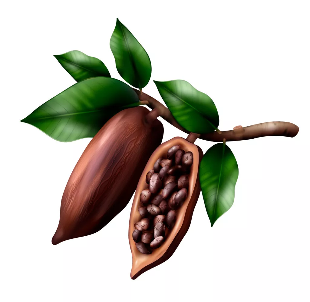 Realistic Cocoa Tree Composition
