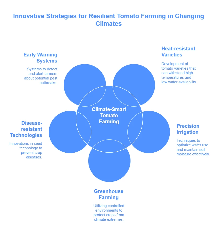 tomato supply chain