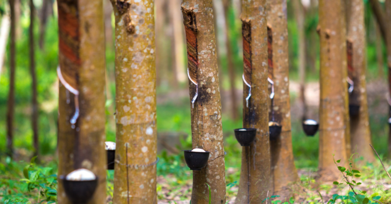 EUDR DDS for Rubber Supply Chain in Spain, EUDR DDS for Rubber Supply Chain, rubber supply chain in spain, rubber supply chain, eudr dds, eudr compliance