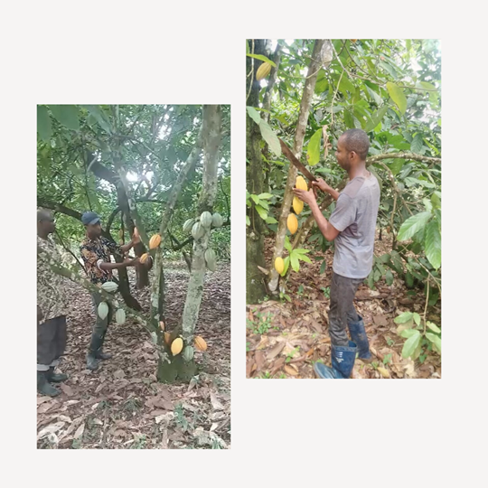 cocoa supply chain traceability in africa, cocoa supply chain