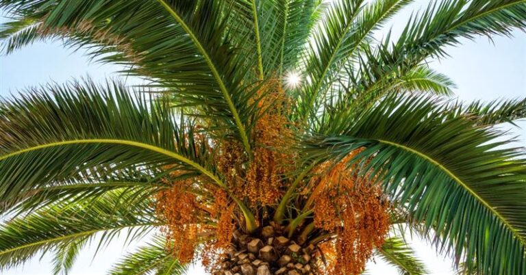 EUDR DDS for Palm Oil Supply Chain in switzerland, EUDR DDS for Palm Oil Supply Chain, EUDR DDS for Palm Oil , Palm Oil Supply Chain