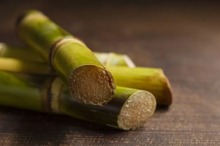 Sugarcane Farmers with TraceX Farm Digitization Solutions