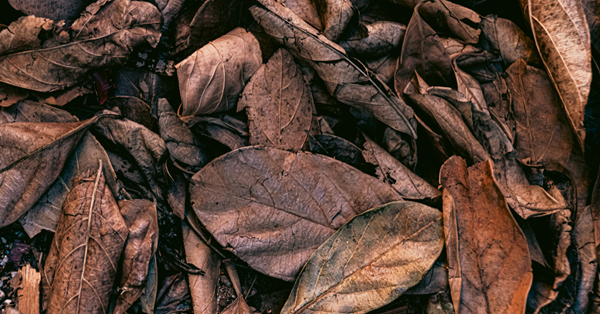 Sustainable Tobacco Sourcing, Digital Traceability, end to end traceability, tobacco traceability, tobacco supply chain