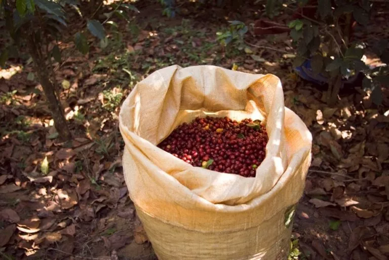 EUDR Deforestation Risk Assessment for Coffee Supply Chain in Ethiopia