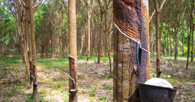 EUDR Deforestation Risk Assessment for Rubber Supply Chain in vietnam