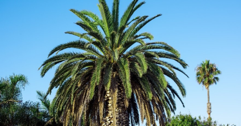 Supplier Data Collection in EUDR for the Palm Oil Supply Chain in italy