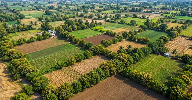 Bund Agroforestry, Bund Based Agroforestry, Bunds in Agriculture