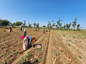 Digitizing Farmer Agreements for Traceable Potato Procurement, Digitizing Farmer Agreements, Farmer Agreements for Traceable Potato Procurement