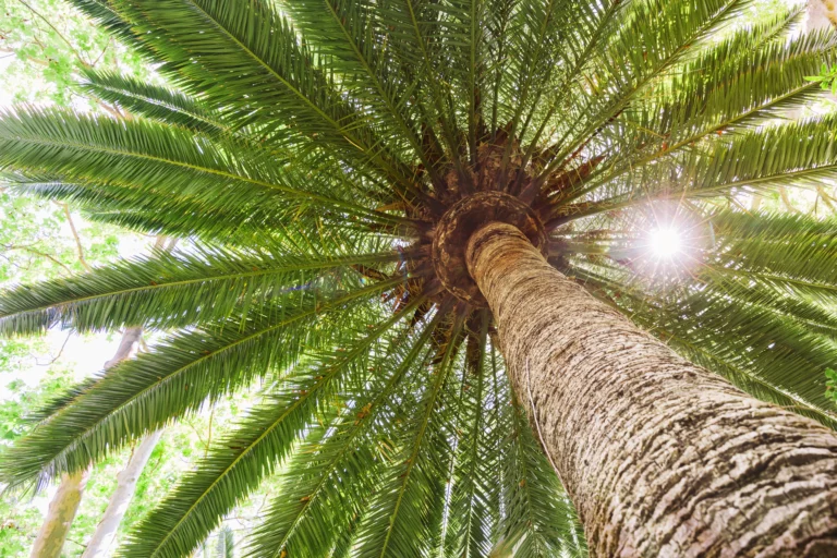 Geo mapping for Palm Oil Exporters in Ghana