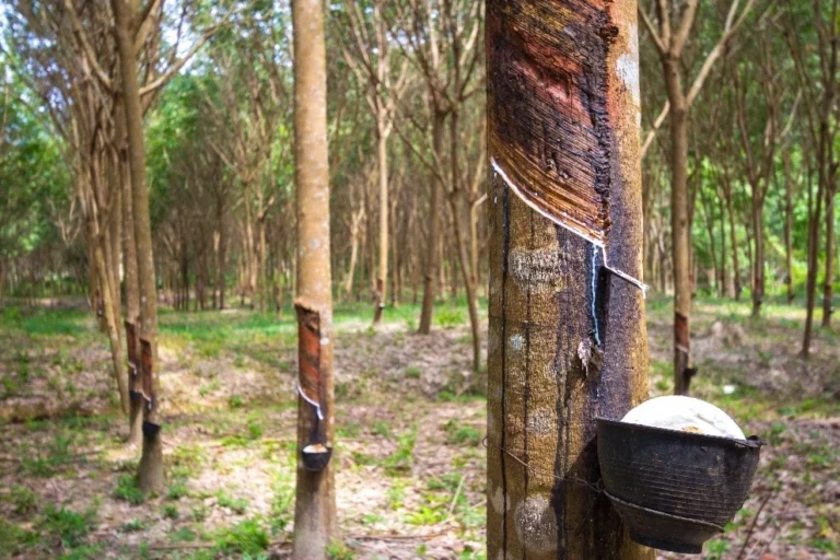 Geo mapping for Rubber Exporters in India