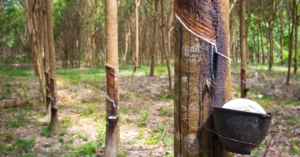 Geo mapping for Rubber Exporters in Indonesia, Geo mapping for Rubber Exporters, Rubber Exporters in Indonesia, Rubber Exporters