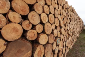 ILPA Compliance for Timber Importers in Australia