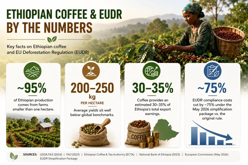 Ethiopian coffee and EUDR by the numbers: 95 percent smallholder farms, 200 to 250 kg per hectare yields, 30 to 35 percent of export earnings, and 75 percent lower EUDR compliance costs